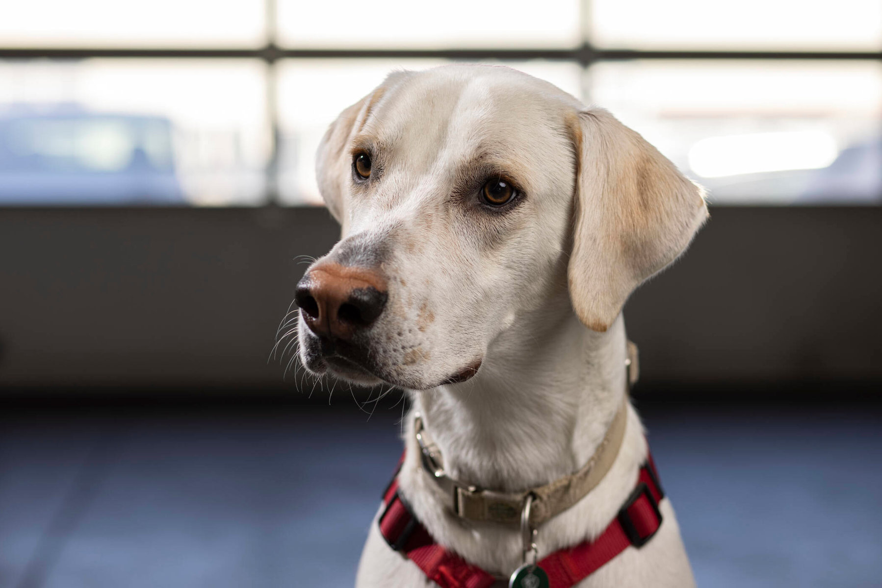 Hund „Enzo“ von KFZ-Technik Thomas Sterrer